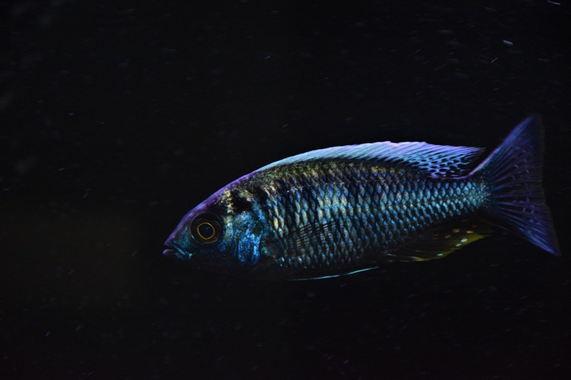 Copadichromis chrysonotus